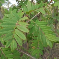 Sorbus domestica (Service Tree) at Coree, ACT - 21 Apr 2018 by Mike