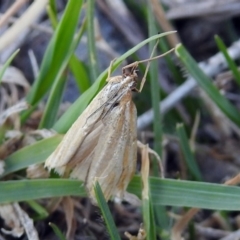 Hednota species near grammellus (Pyralid or snout moth) at Paddys River, ACT - 20 Apr 2018 by RodDeb