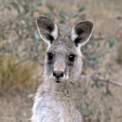 Macropus giganteus (Eastern Grey Kangaroo) at Namadgi National Park - 20 Apr 2018 by RodDeb