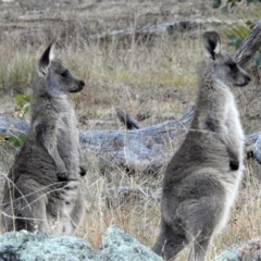 Macropus giganteus at Paddys River, ACT - 20 Apr 2018