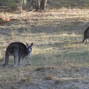 Macropus giganteus at Paddys River, ACT - 20 Apr 2018