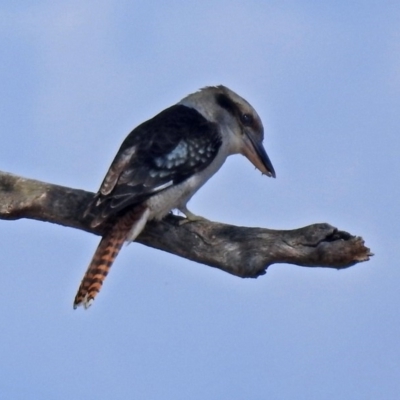 Dacelo novaeguineae (Laughing Kookaburra) at Namadgi National Park - 20 Apr 2018 by RodDeb