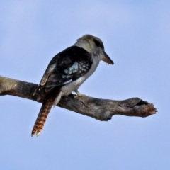 Dacelo novaeguineae at Tennent, ACT - 20 Apr 2018 12:57 PM