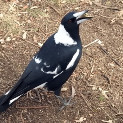 Gymnorhina tibicen (Australian Magpie) at Namadgi National Park - 20 Apr 2018 by RodDeb