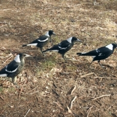 Gymnorhina tibicen at Paddys River, ACT - 20 Apr 2018 02:51 PM