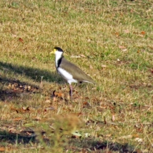 Vanellus miles at Paddys River, ACT - 20 Apr 2018