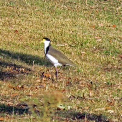 Vanellus miles (Masked Lapwing) at Namadgi National Park - 20 Apr 2018 by RodDeb