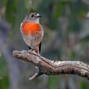 Petroica boodang at Paddys River, ACT - 20 Apr 2018 04:18 PM