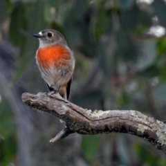 Petroica boodang at Paddys River, ACT - 20 Apr 2018 04:18 PM