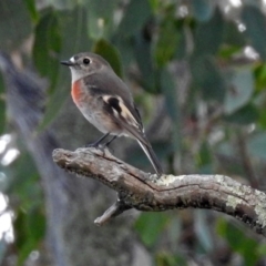 Petroica boodang at Paddys River, ACT - 20 Apr 2018 04:18 PM