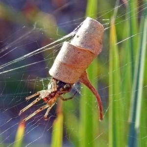 Phonognatha graeffei at Paddys River, ACT - 20 Apr 2018