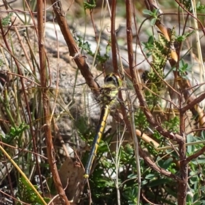 Hemicordulia tau at Red Hill, ACT - 19 Apr 2018