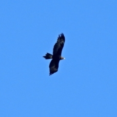 Aquila audax (Wedge-tailed Eagle) at Namadgi National Park - 20 Apr 2018 by RodDeb