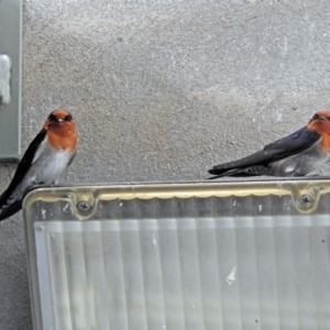 Hirundo neoxena at Paddys River, ACT - 20 Apr 2018 02:19 PM