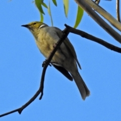 Ptilotula penicillata (White-plumed Honeyeater) at Paddys River, ACT - 20 Apr 2018 by RodDeb