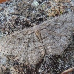 Zermizinga sinuata (Lucerne Looper, Spider Moth) at Molonglo River Reserve - 28 Mar 2018 by MichaelBedingfield