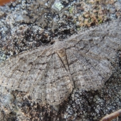 Zermizinga sinuata (Lucerne Looper, Spider Moth) at Coombs, ACT - 28 Mar 2018 by michaelb