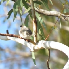 Daphoenositta chrysoptera (Varied Sittella) at Mulligans Flat - 20 Apr 2018 by KumikoCallaway