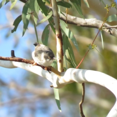 Daphoenositta chrysoptera (Varied Sittella) at Gungahlin, ACT - 20 Apr 2018 by KumikoCallaway