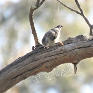 Daphoenositta chrysoptera at Gungahlin, ACT - 21 Apr 2018