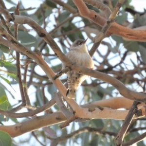 Daphoenositta chrysoptera at Gungahlin, ACT - 21 Apr 2018