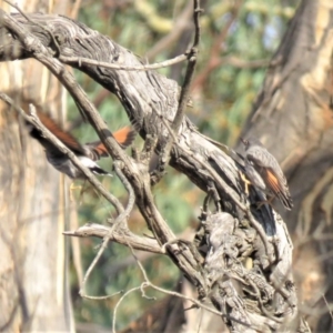 Daphoenositta chrysoptera at Gungahlin, ACT - 21 Apr 2018