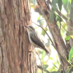 Daphoenositta chrysoptera at Gungahlin, ACT - 21 Apr 2018