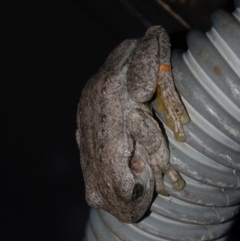 Litoria peronii (Peron's Tree Frog, Emerald Spotted Tree Frog) at Aranda, ACT - 5 May 2013 by KMcCue