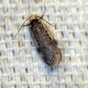 Hoplostega ochroma at O'Connor, ACT - 20 Apr 2018 10:48 PM