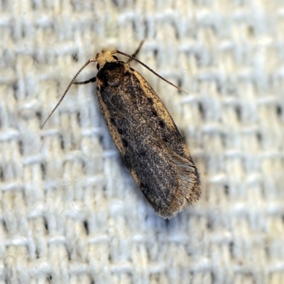 Hoplostega ochroma (a Eulechria Group moth) at O'Connor, ACT - 20 Apr 2018 by ibaird