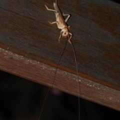 Gryllacrididae (family) (Wood, Raspy or Leaf Rolling Cricket) at Aranda, ACT - 21 Dec 2012 by KMcCue