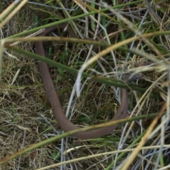 Drysdalia coronoides (White-lipped Snake) at Yaouk, NSW - 22 Mar 2009 by KMcCue