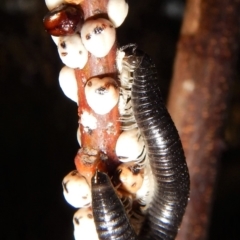 Ommatoiulus moreleti (Portuguese Millipede) at Cook, ACT - 20 Apr 2018 by CathB