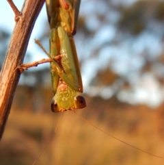 Orthodera ministralis (Green Mantid) at Mount Painter - 20 Apr 2018 by CathB