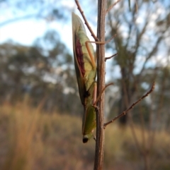 Orthodera ministralis at Cook, ACT - 20 Apr 2018