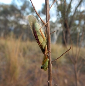 Orthodera ministralis at Cook, ACT - 20 Apr 2018