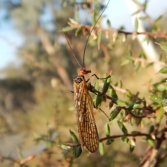 Chorista australis (Autumn scorpion fly) at Mount Painter - 20 Apr 2018 by CathB