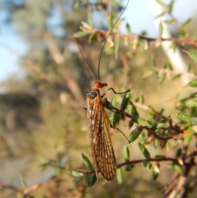 Chorista australis (Autumn scorpion fly) at Cook, ACT - 21 Apr 2018 by CathB