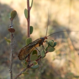 Chorista australis at Cook, ACT - 21 Apr 2018