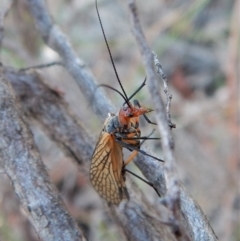 Chorista australis at Cook, ACT - 21 Apr 2018