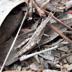 Coryphistes ruricola (Bark-mimicking Grasshopper) at Mount Painter - 18 Apr 2018 by CathB