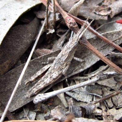 Coryphistes ruricola (Bark-mimicking Grasshopper) at Mount Painter - 18 Apr 2018 by CathB