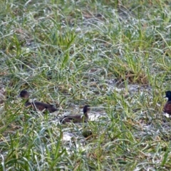 Anas castanea (Chestnut Teal) at Pambula, NSW - 18 Apr 2018 by RossMannell