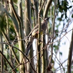Anthochaera carunculata (Red Wattlebird) at Pambula, NSW - 19 Apr 2018 by RossMannell