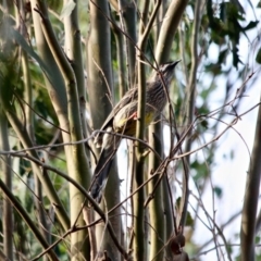 Anthochaera carunculata (Red Wattlebird) at Panboola - 19 Apr 2018 by RossMannell