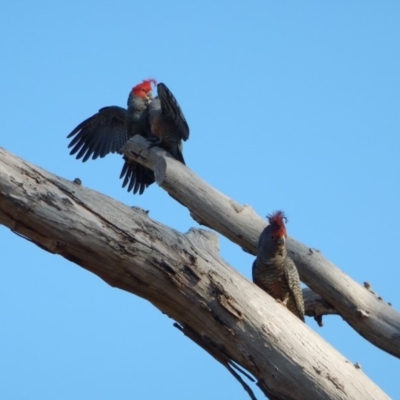 Callocephalon fimbriatum (Gang-gang Cockatoo) at Cook, ACT - 21 Apr 2018 by CathB