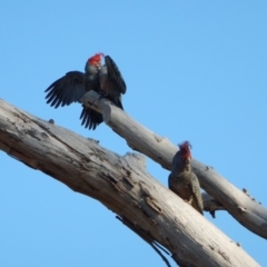 Callocephalon fimbriatum (Gang-gang Cockatoo) at Cook, ACT - 20 Apr 2018 by CathB