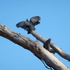 Callocephalon fimbriatum at Cook, ACT - 21 Apr 2018