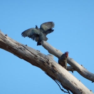 Callocephalon fimbriatum at Cook, ACT - 21 Apr 2018