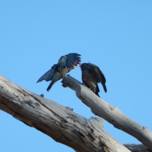 Callocephalon fimbriatum at Cook, ACT - 21 Apr 2018